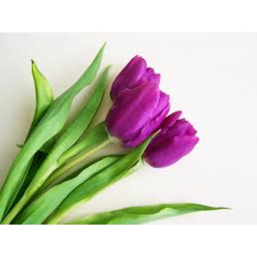 Bright Purple Tulips in Vase Bouquet